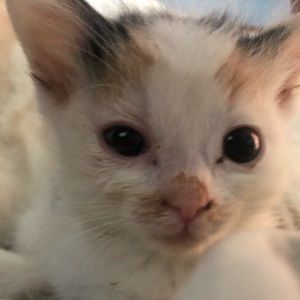 Meet your Posher, Elaina